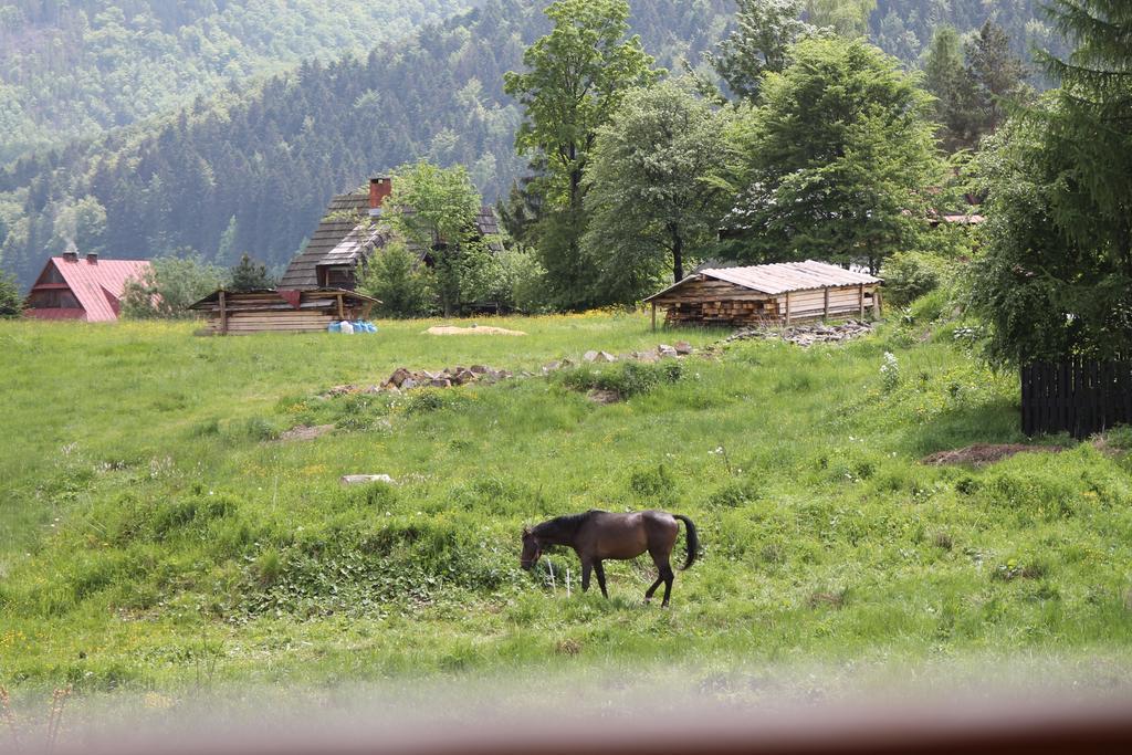 Viva Maria Apartamenty Zakopane Eksteriør billede